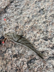 Menticirrhus saxatilis