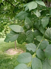 Fraxinus pennsylvanica