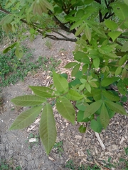 Carya cordiformis