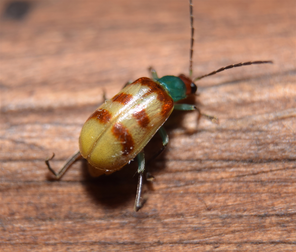 Diabrotica rufomaculata