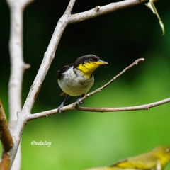 Hemithraupis flavicollis