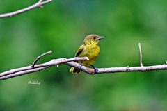 Hemithraupis flavicollis