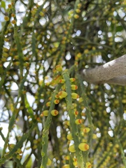 Dendrophthora domingensis