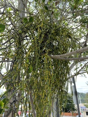 Dendrophthora domingensis