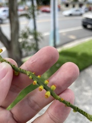 Dendrophthora domingensis