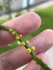 Dendrophthora domingensis