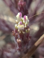 Castilleja exserta latifolia