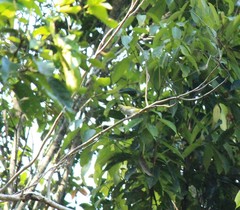 Erpornis zantholeuca