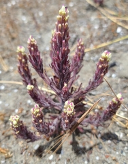 Castilleja exserta latifolia