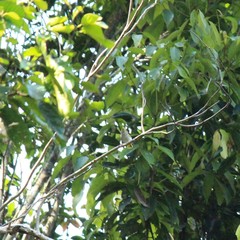 Erpornis zantholeuca