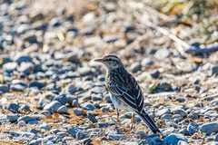 Anthus novaeseelandiae