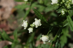 Parthenium bipinnatifidum