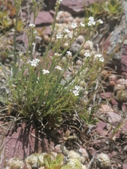 Eritrichium pectinatum