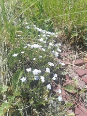 Eritrichium pectinatum