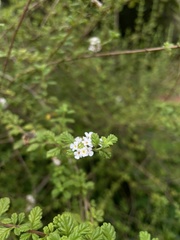 Lippia micromera