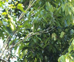 Erpornis zantholeuca