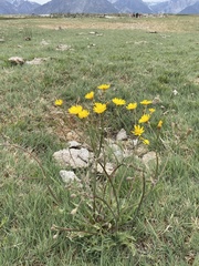 Crepis runcinata