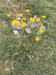 Crepis runcinata