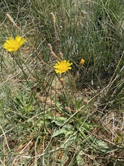 Crepis runcinata