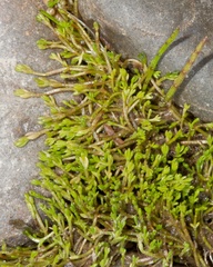 Crassula sinclairii