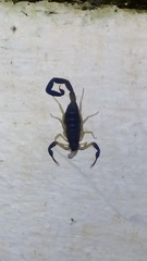 Centruroides fulvipes