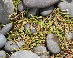 Crassula sinclairii