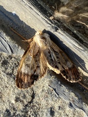 Dasylophia thyatiroides