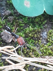 Odontomachus erythrocephalus