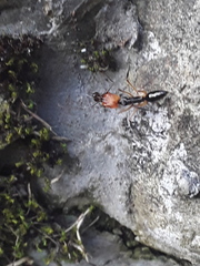 Odontomachus erythrocephalus