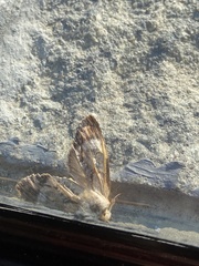 Dasylophia thyatiroides