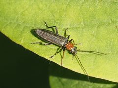 Oedemera croceicollis