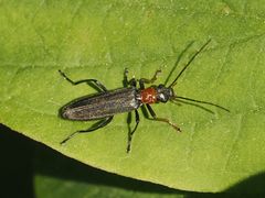 Oedemera croceicollis