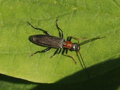 Oedemera croceicollis