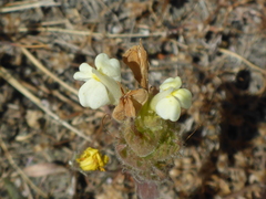 Castilleja rubicundula