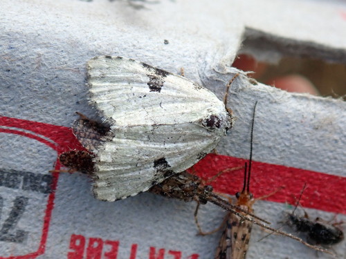 Green Leuconycta Moth photo 5