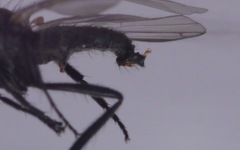 Empis nigripes