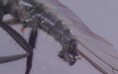 Empis nigripes