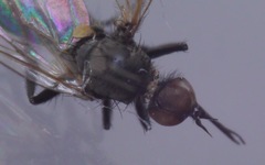 Empis nigripes