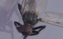 Empis nigripes