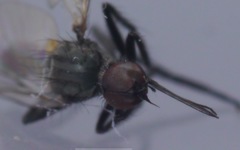 Empis nigripes