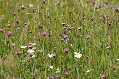 Dianthus pontederae