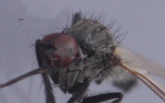 Empis nigripes