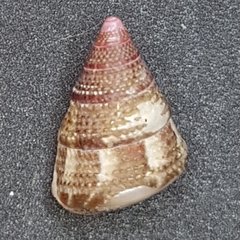 Jujubinus exasperatus