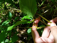 Aurantioporthe corni