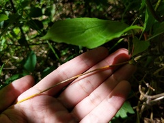 Aurantioporthe corni