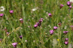 Dianthus pontederae