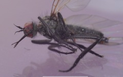 Empis nigripes