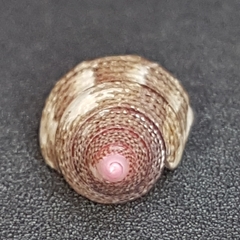 Jujubinus exasperatus