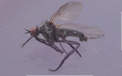 Empis nigripes