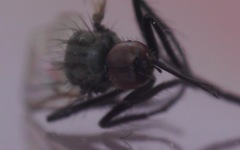 Empis nigripes